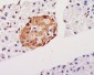 phospho-HSP70 (Tyr41) Rabbit pAb